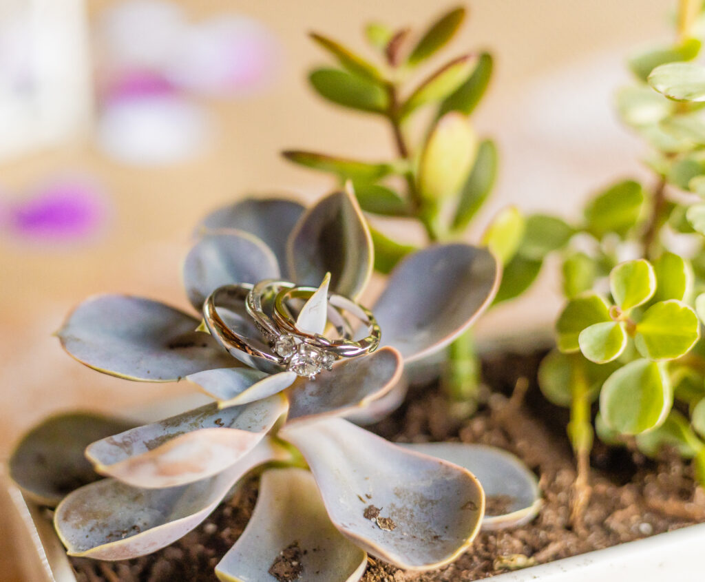 Bride and groom's wedding rings laid gently on the succulents at their rustic wedding in Vermont.