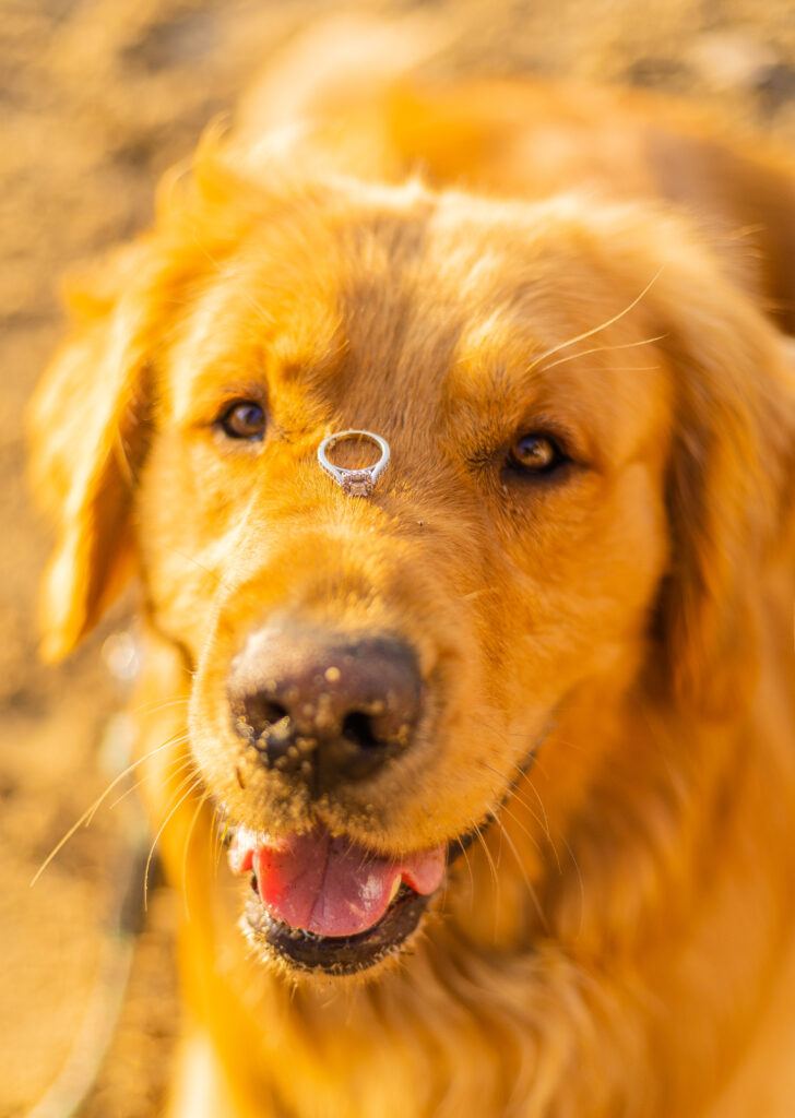 A golden retriever balances the engagement ring on its nose in Gilford, New Hampshire.