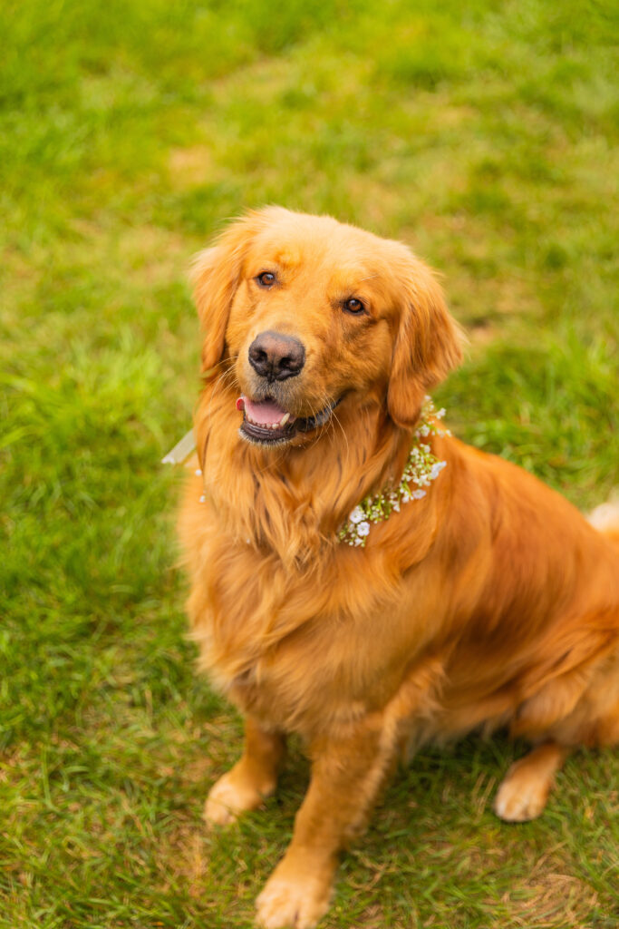 Gilligan the dog is ready for the wedding ceremony on Lake Winnipesaukee