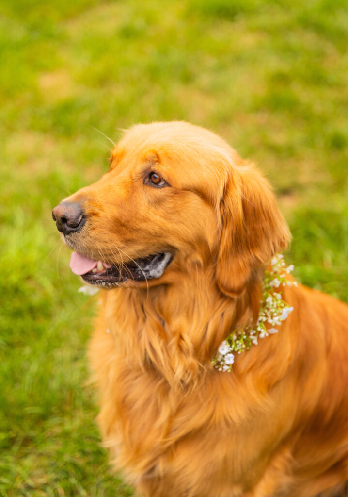 Dog at a wedding in NH