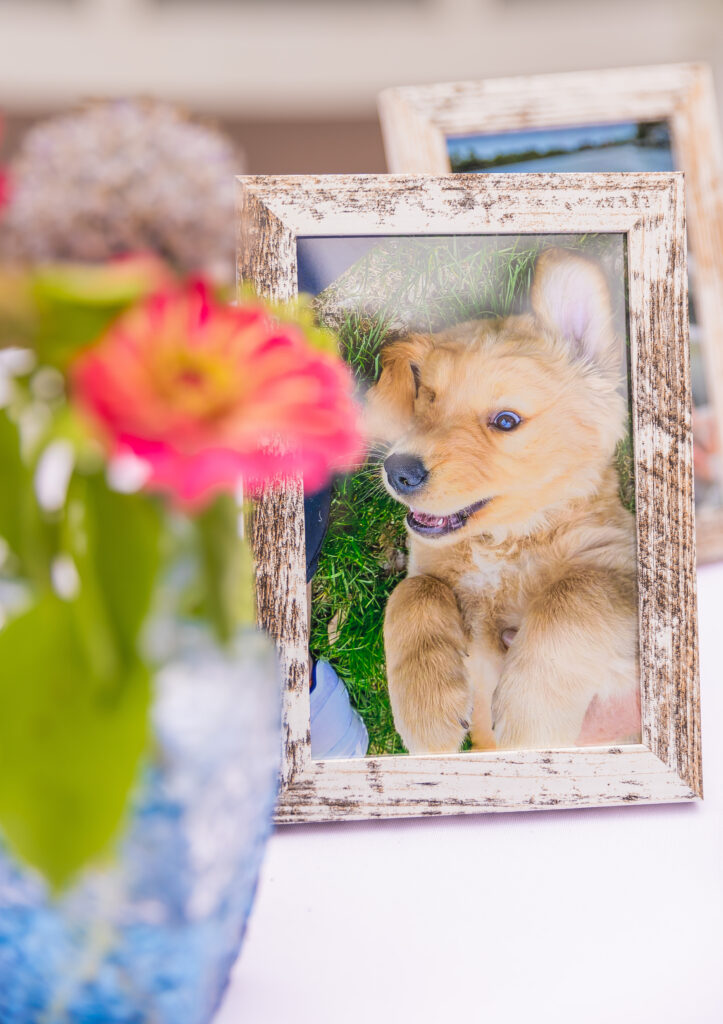 Picture of bride and grooms dog.