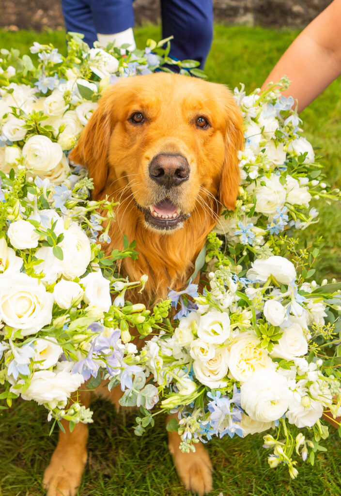 Golden retriever surrounded by the bridal bouquets. 