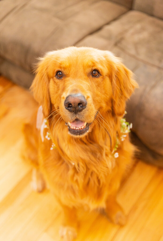 Golden retriever ready for his wedding ceremony in NH.