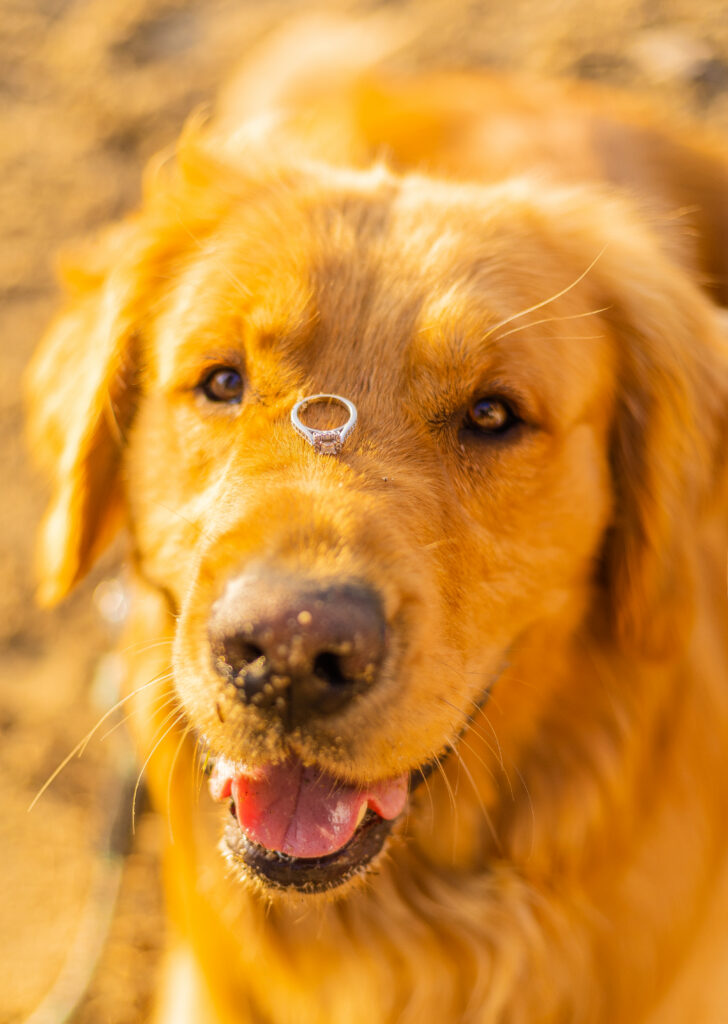 Dog with the ring on its nose for an engagement session in the Lakes Region on NH.