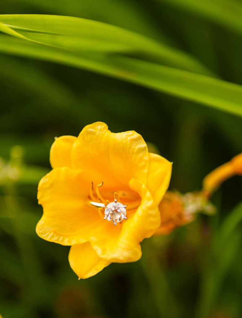 An engagement ring on a flower at an engagement session near North Conway.