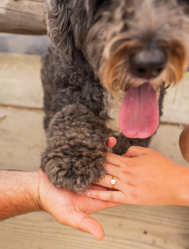 A dog at your engagement session in the White Mountains.