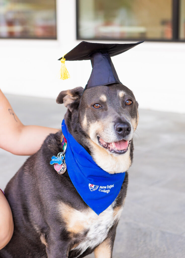 Dog at a New England College grad session in Henniker, NH